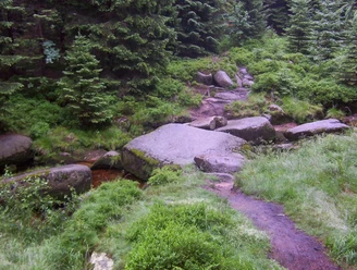 Der Weg durch den Nationalpark Harz ist ein Erlebnis
