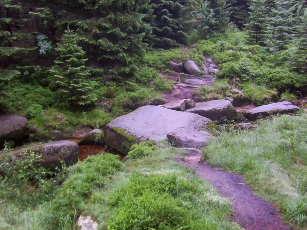 Der Weg durch den Nationalpark Harz ist ein Erlebnis