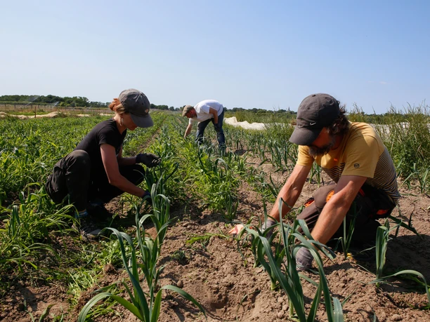 Feld PlantAge Frankfurt Oder