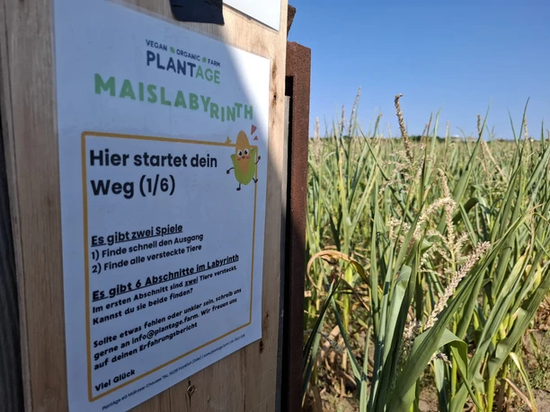 Maislabyrinth PlantAge