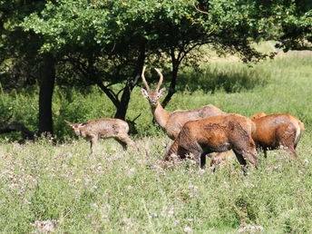 wildgehege_bad_harzburg03