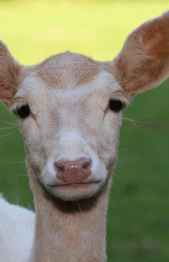 wildgehege_bad_harzburg05