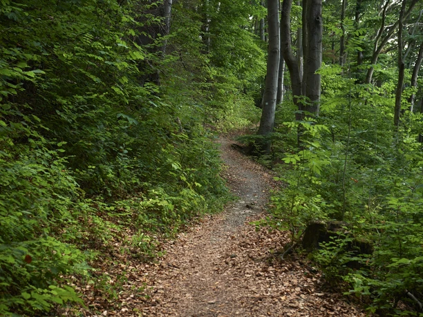 Obermarsberg Wald