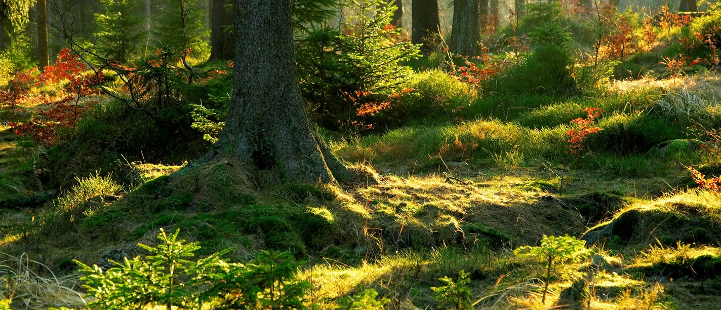 Wald