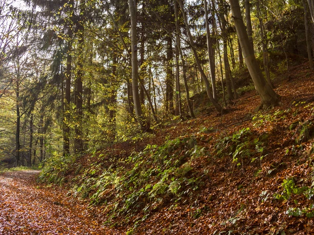waldweg-goldberg