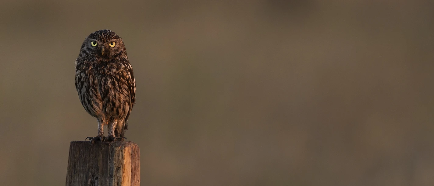 2026_09_28_Steinkauz@Bernd Wasiolka-wildphotolife.jpg