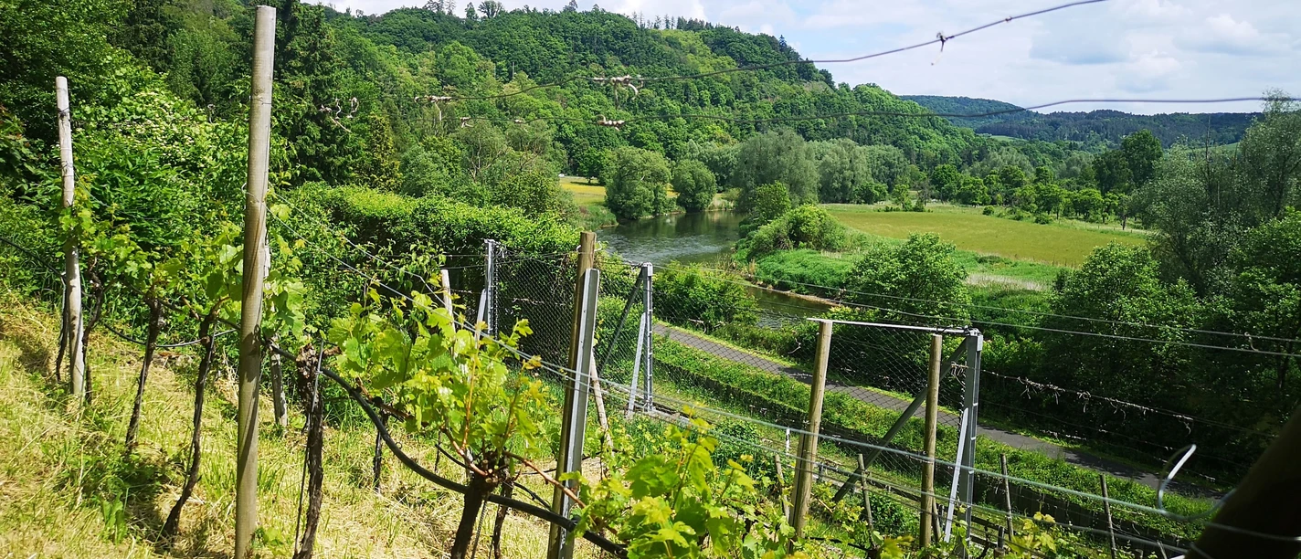Weinbau im Werratal
