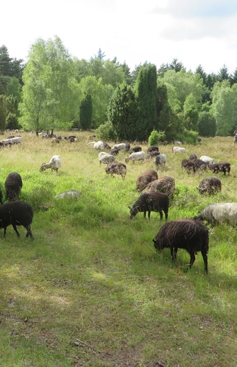 heidschnucken-schaefer-wiese