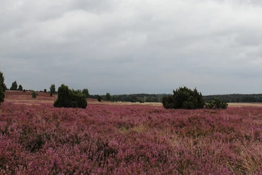 bluehende-heidelandschaft-lueneburger-heide