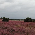 bluehende-heidelandschaft-lueneburger-heide