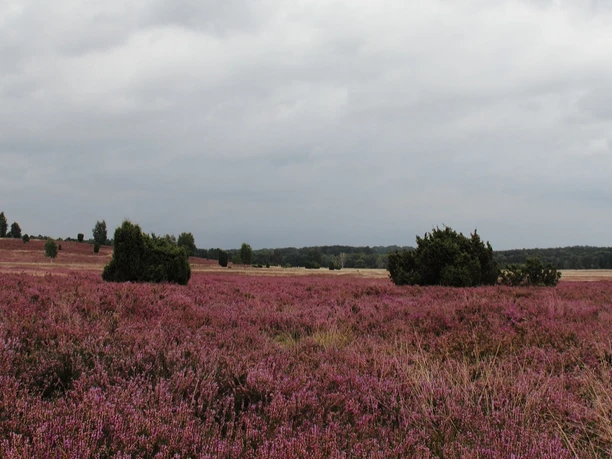 bluehende-heidelandschaft-lueneburger-heide