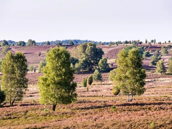 heidelandschaft-lueneburger-heide