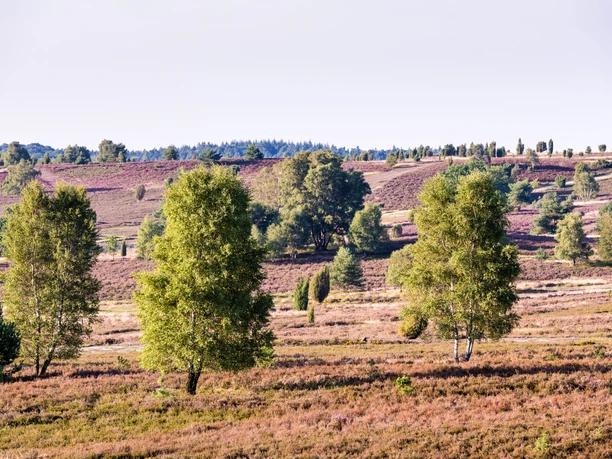 heidelandschaft-lueneburger-heide