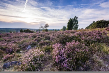 bluehende-heide-bispingen