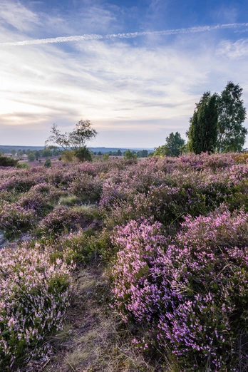 bluehende-heide-bispingen