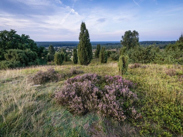 heidelandschaft-wacholder-lueneburger-heide