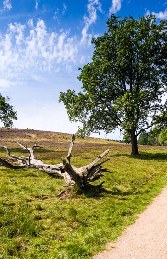 wanderweg-heide