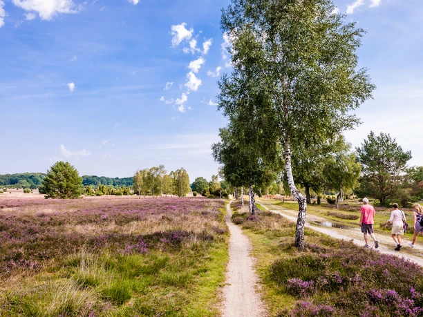 wanderung-bluehende-heideflaeche-bispingen
