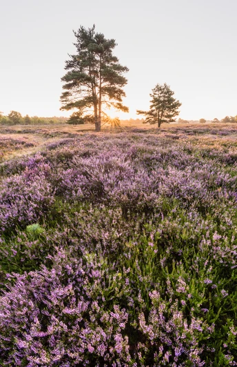 bluehende-heideflaechen-bispingen
