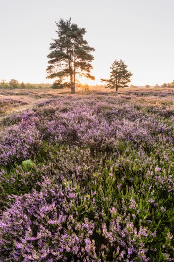 bluehende-heideflaechen-bispingen