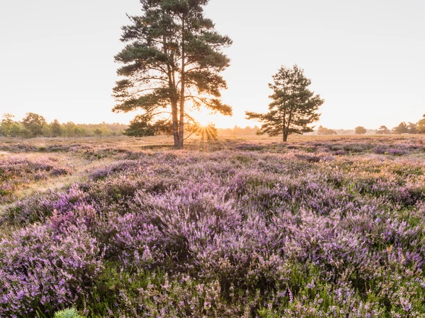 bluehende-heideflaechen-bispingen