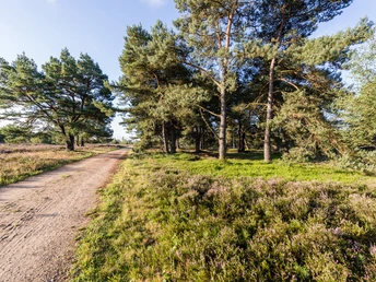weg-kiefernwald-lueneburger-heide