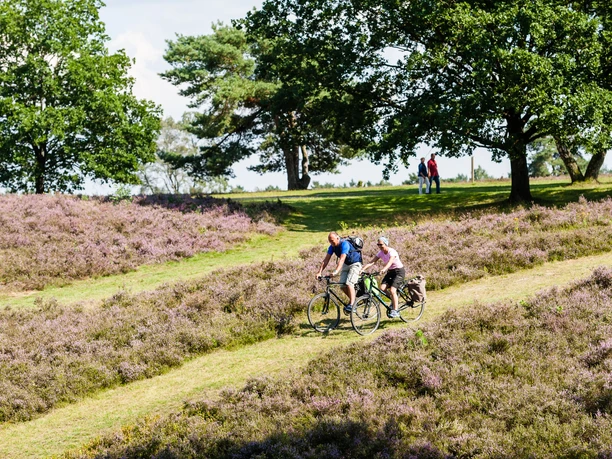 rad-wandern-heide-bispingen