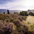 lueneburger-heide-landschaft
