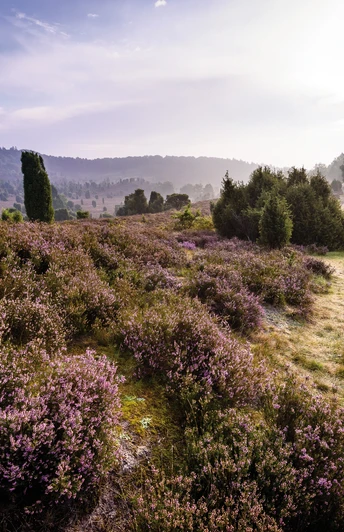 lueneburger-heide-landschaft