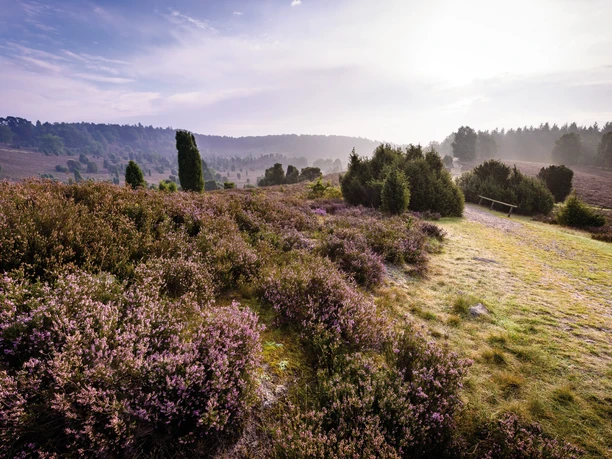 lueneburger-heide-landschaft