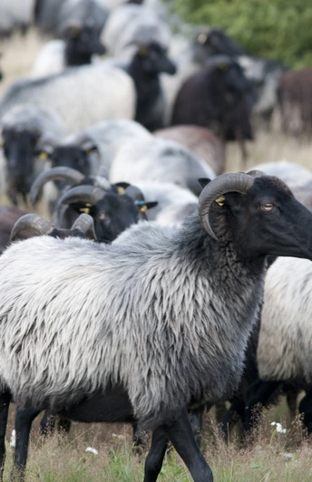 heidschnucke-herde-lueneburger-heide