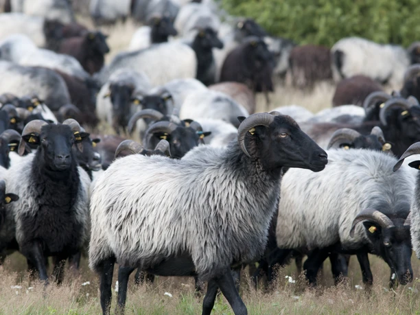 heidschnucke-herde-lueneburger-heide