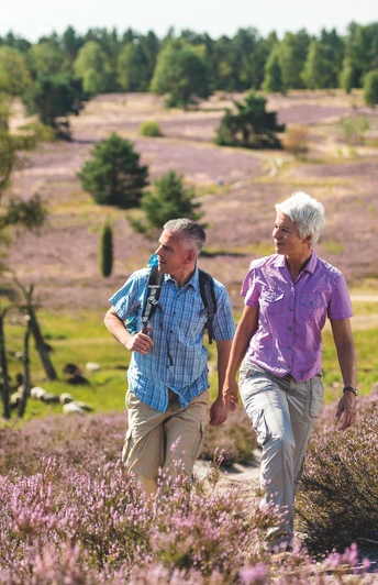 heide-wanderung-brunsberg-heidschnucken