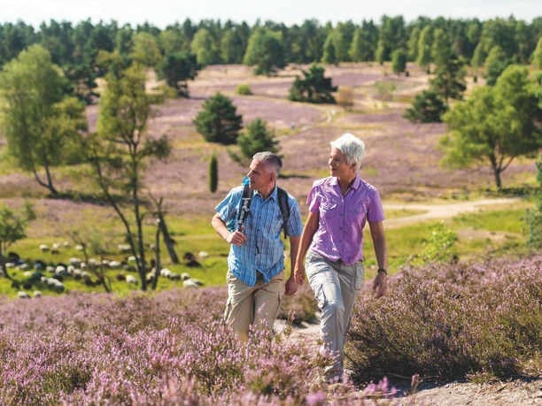heide-wanderung-brunsberg-heidschnucken