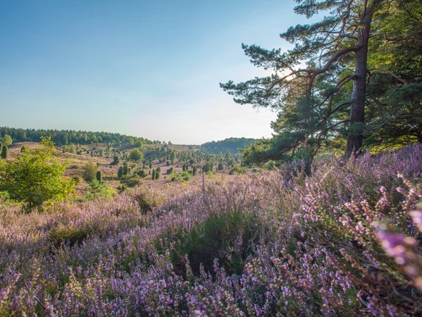 heideflaeche-lueneburger-heide