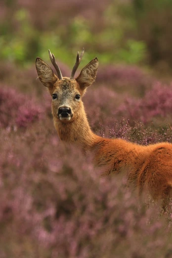 rehbock-heide-bispingen