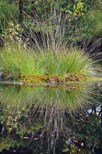 pietzmoor-schneverdingen