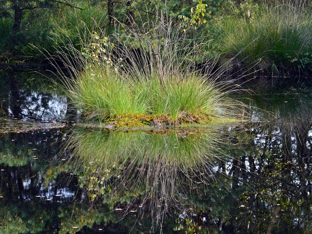 pietzmoor-schneverdingen