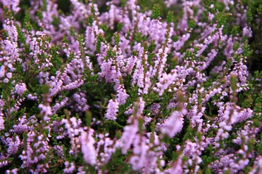 heideblüte-bispingen