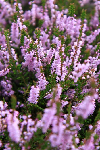 heideblüte-bispingen