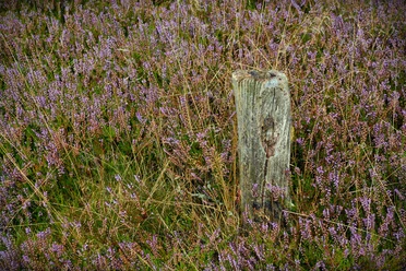 blühende-heide-wanderung