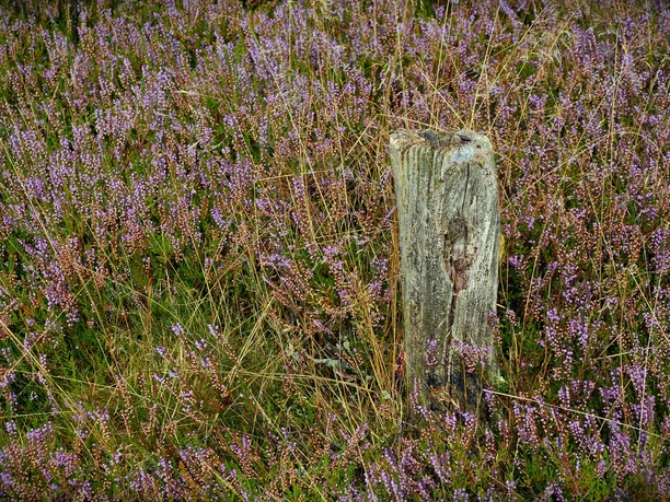 blühende-heide-wanderung