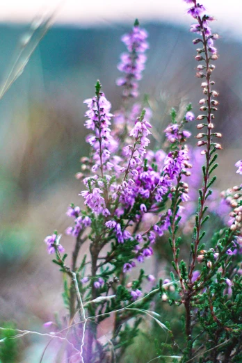 heide-totengrund-bispingen