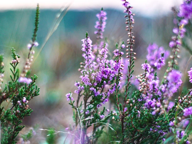 heide-totengrund-bispingen
