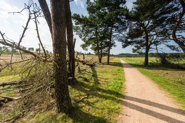 wanderung-heidschnuckenweg