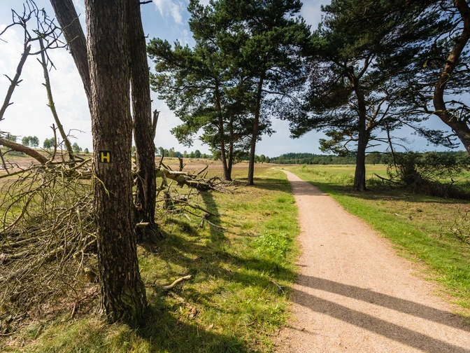 wanderung-heidschnuckenweg