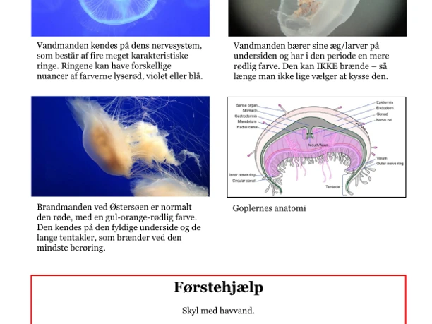Vandmænd og brandmænd