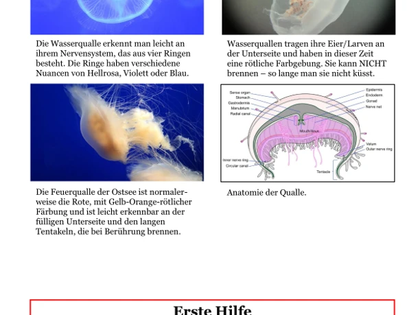 Wasser und Feuerqualle