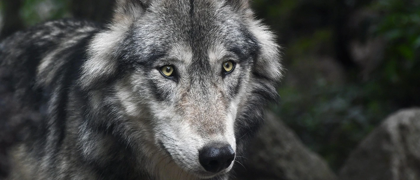 Wolf | Beispielbild