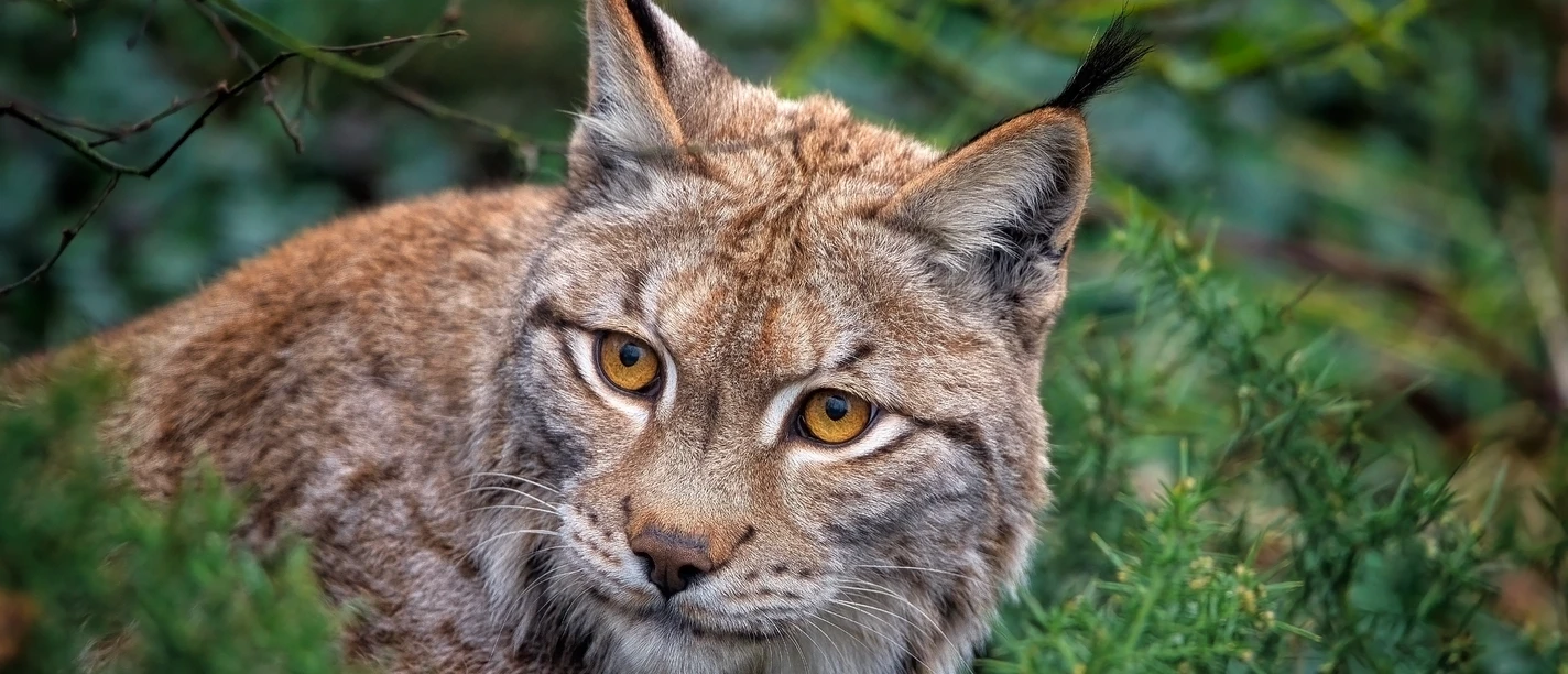 Luchs | Beispielbild
